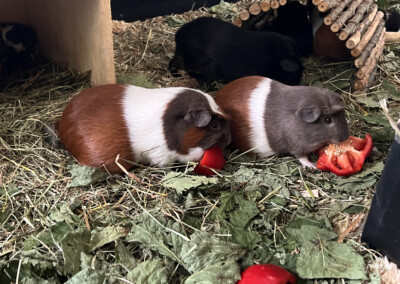 7 Tage vor der Geburt - Rana rechts