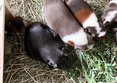 4 Tage vor der Geburt - Marble Bluebell links, Juno in der Mitte und Quentchen rechts