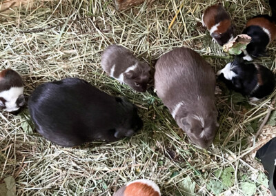 4 Tage vor der Geburt - Marble Bluebell links, Riva rechts