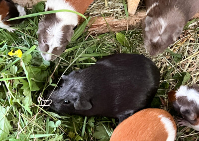 4 Tage vor der Geburt