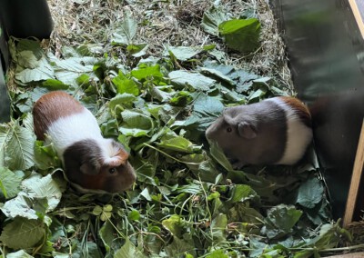 80 Tage vor der Geburt - Rana rechts