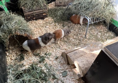 79 Tage vor der Geburt - Beginn der Verpaarung im Balkongehege