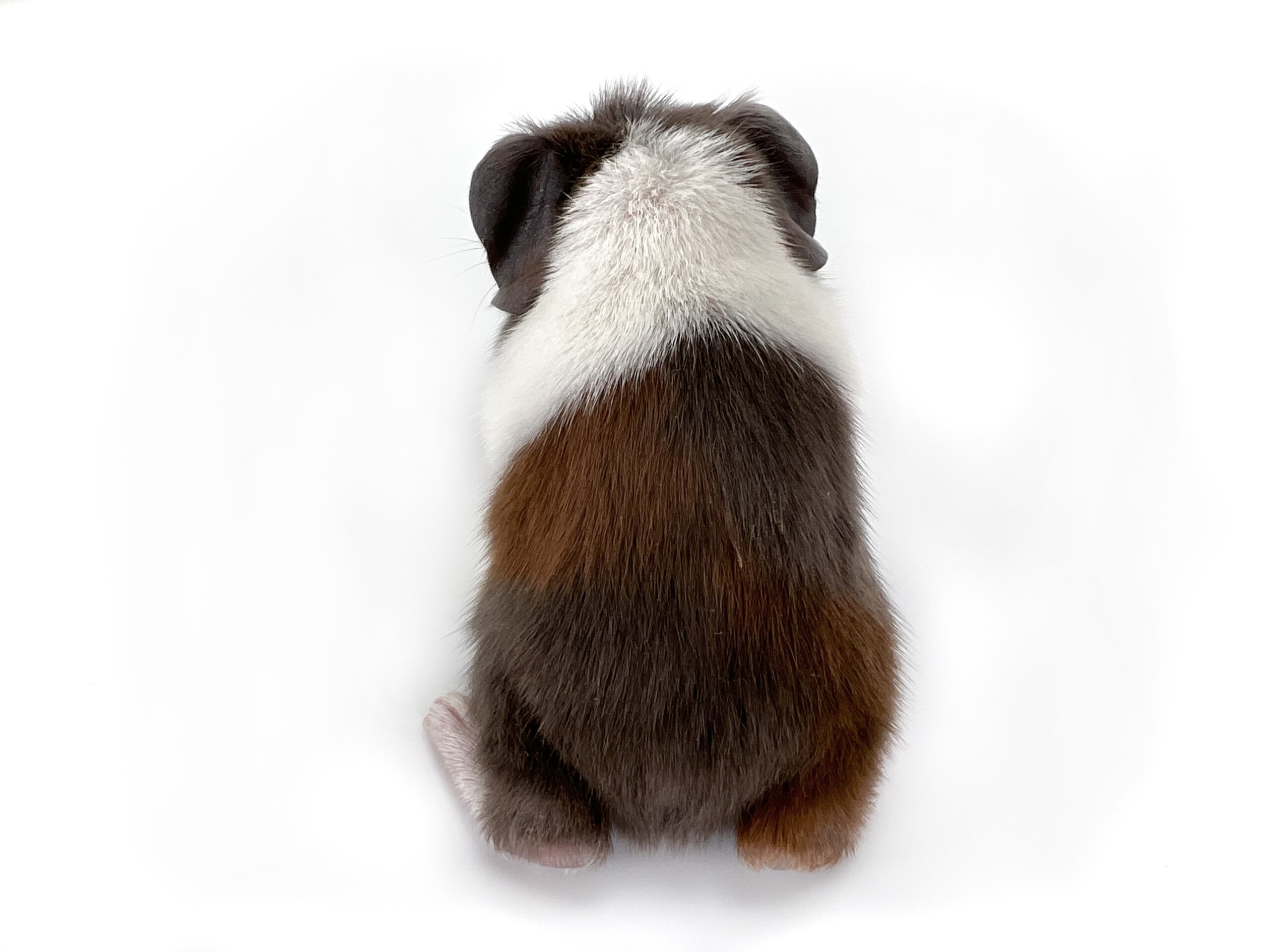 Meerschweinchen Von Der Husarenmühle | Firella
