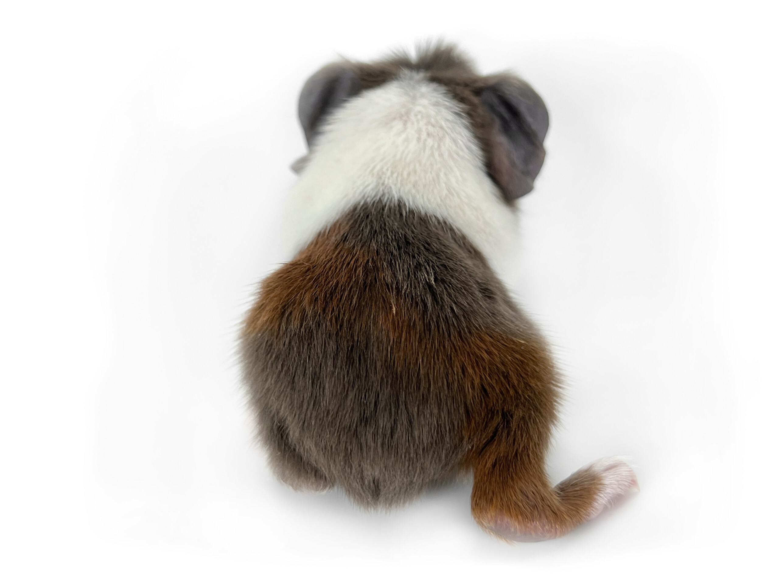Meerschweinchen Von Der Husarenmühle | Firella