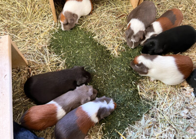 11 Tage nach der Geburt - Marble Bluebell in der unteren linken Bildhälfte