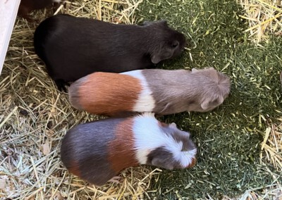 9 Tage nach der Geburt - Rana in der Mitte, richtig ausgemergelt vom Säugen