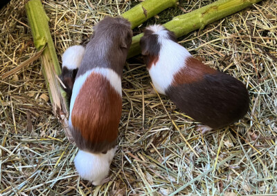 10. Lebenstag - Rana links, Quentchen rechts