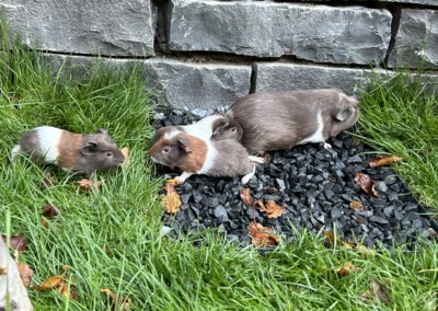 8. Lebenstag - links Felinchen, mitte hinten Firella, mitte vorne Florentina