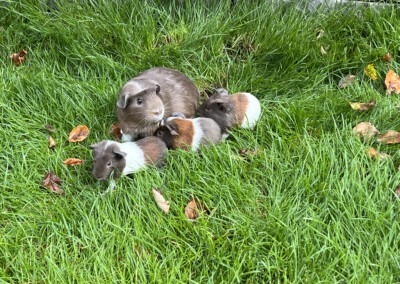 8. Lebenstag - vorne Firella, mitte Florentina, hinten Felinchen