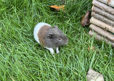 8. Lebenstag - Felinchen