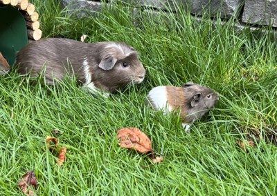 8. Lebenstag - Riva und Felinchen