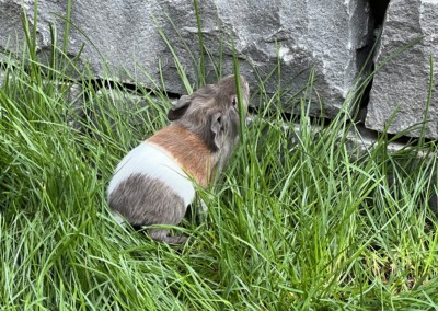 8. Lebenstag - Felinchen