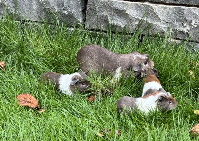 8. Lebenstag - Firella links, Felinchen Kopf an Kopf mit Mama Riva, Florentina rechts im Vordergrund