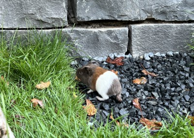 8. Lebenstag - Felinchen