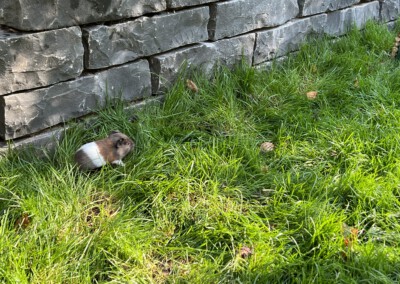 8. Lebenstag - Felinchen