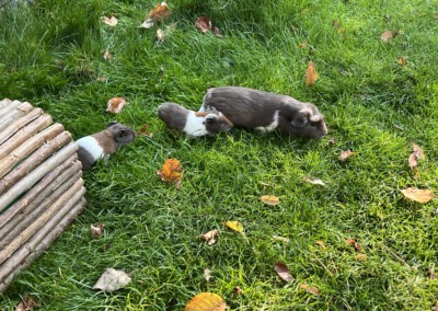 8. Lebenstag - Felinchen, Florentina und Riva