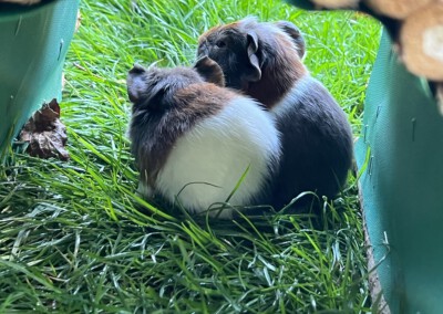 8. Lebenstag - links Felinchen, rechts Florentina