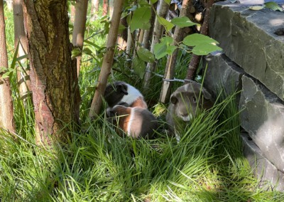 8. Lebenstag - Florentina vorne, Firella hinten