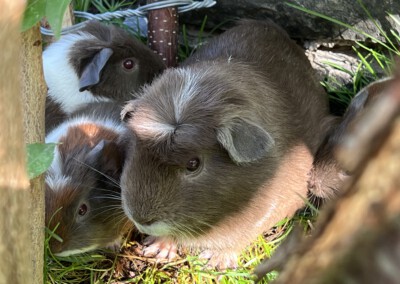 8. Lebenstag - links vorne Florentina, links hinten Firella, rechts Felinchen