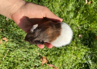 8. Lebenstag - Felinchen