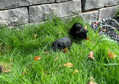 15. Lebenstag - links Doli Bluebell, rechts Zeus