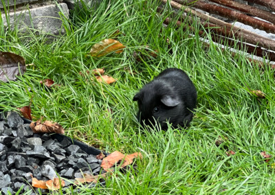 15. Lebenstag - Doli Bluebell