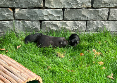 15. Lebenstag - links Doli Bluebell, mitte Mama Marble Bluebell, rechts Frühkastrat Zeus