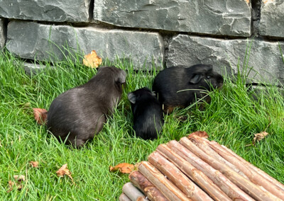 15. Lebenstag - links Mama Marble Bluebell, mitte Doli Bluebell, rechts Frühkastrat Zeus
