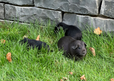 15. Lebenstag - Mama Marble Bluebell, Doli Bluebell und Frühkastrat Zeus