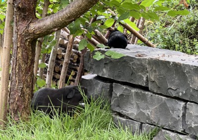 15. Lebenstag - Mama Marble Bluebell und Doli Bluebell