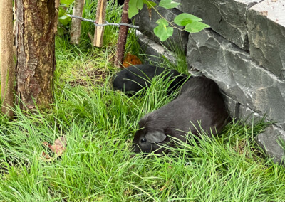 15. Lebenstag - Mama Marble Bluebell und Zeus