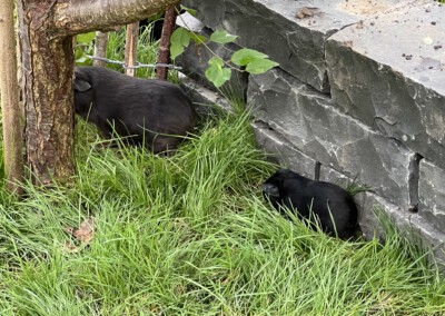 15. Lebenstag - Mama Marble Bluebell und Doli Bluebell