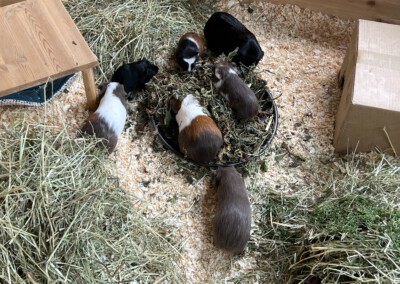 19. Lebenstag - Dorin Bluebell ist zu den Böcken gezogen (oben links im Bild)