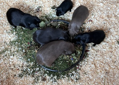 19. Lebenstag - Doli Bluebell ganz oben im Bild