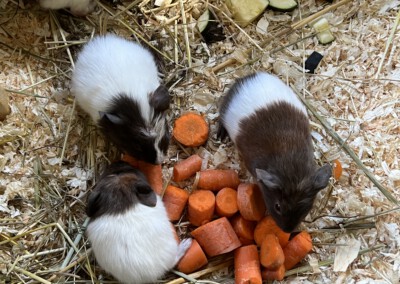 13. Lebenstag - Felinchen ganz rechts