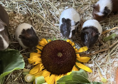 19. Lebenstag - die drei Schwestern Evie, Elora und Elise