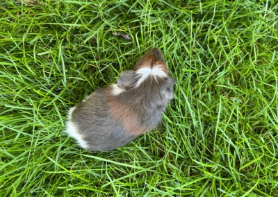 25. Lebenstag - Einstein mit den anderen Böcken im Garten