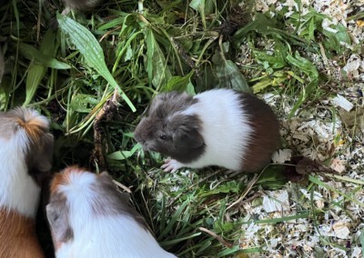 27. Lebenstag - Firella