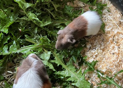 28. Lebenstag - Felinchen