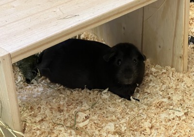 15 Tage vor der Geburt