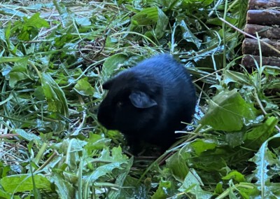 42. Lebenstag - Doli Bluebell 