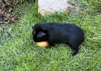 42. Lebenstag - Dorin Bluebell