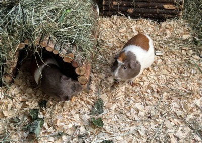 114 Tage vor der Geburt - Verpaarungsstart im Balkongehege (Koko rechts im Bild)