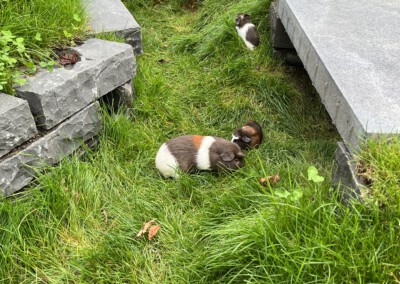 Papa Leominster, am 2. Lebenstag seiner Jungtiere, mit den anderen Böcken im Garten