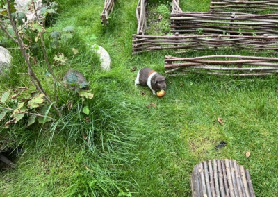 Papa Leominster, am 2. Lebenstag seiner Jungtiere, mit den anderen Böcken im Garten