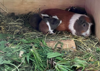 3. Lebenstag - Kuscheln mit Mama Koko