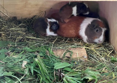 3. Lebenstag - Kuscheln mit Mama Koko