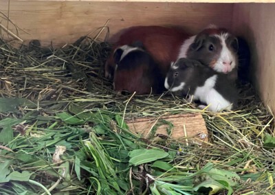 3. Lebenstag - Kuscheln mit Mama Koko