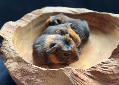 1. Lebenstag - Lo Wild im Vordergrund