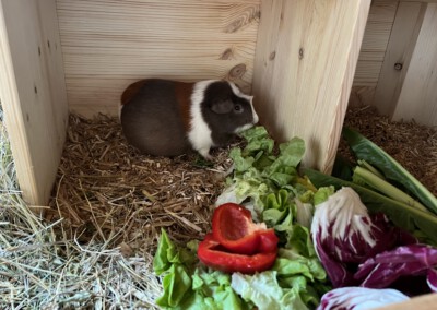 2 Tage vor der Geburt - morgendliche Salat Fütterung